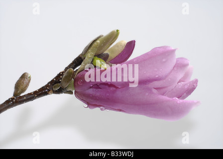 Magnolia flower Stock Photo