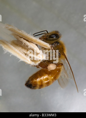 honey bee foraging and collecting pollen in a Datura flower Stock Photo
