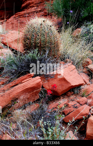 Barrel Cactus (Ferocactus cylindraceus) in rocks Stock Photo