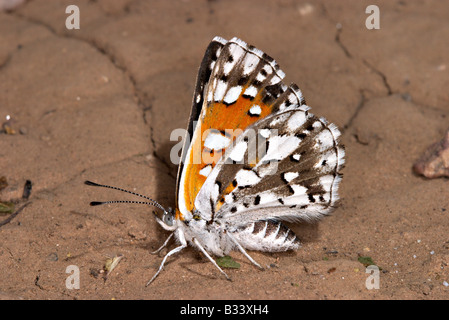 Mormon Metalmark Apodemia mormo Stock Photo