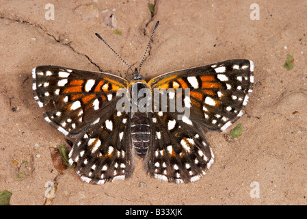 Mormon Metalmark Apodemia mormo Stock Photo