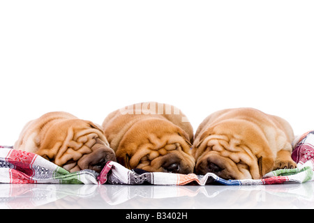 three Shar Pei baby dogs almost one month old Stock Photo