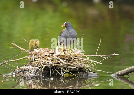 Moorhen “Gallinula chloropus” on nest in the middle of a woodland pond. Stock Photo