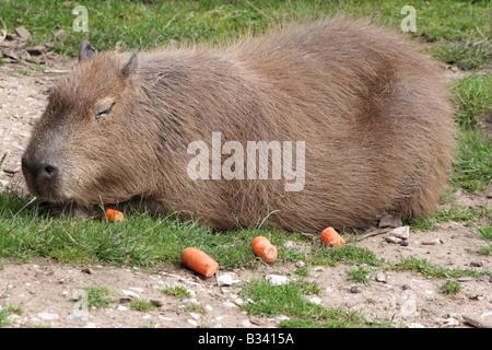 Capybara (Hydrochoerus Hydrochaeris) [Chester Zoo, Chester, Cheshire, England, Great Britain, United Kingdom, Europe].         . Stock Photo