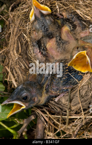 young robin nestlings in their nest Stock Photo