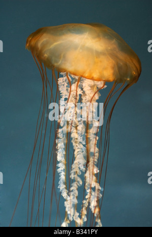 Chrysaora fuscescens Pacific Sea nettle Stock Photo
