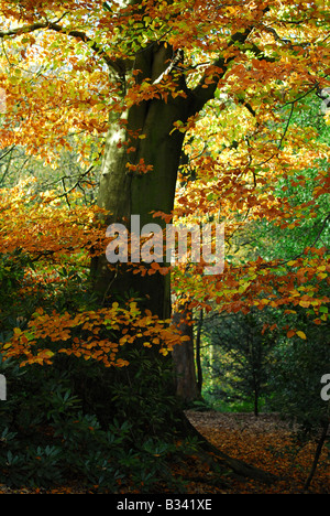 Autumn scene in woodland at Townley Hall Burnley Lancashire England Stock Photo