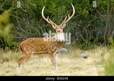 Axis Deer Cervus axis Ozona Texas United States 12 August Adult Male Cervidae CAPTIVE Stock Photo