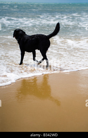 A black labrador retriever in the sea Stock Photo