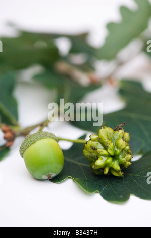Knopper Gall on acorn fruit and unaffected acorn fruit Stock Photo