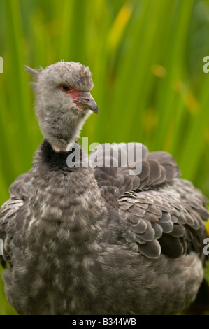 The Screamer a large gray bird from South America. Stock Photo