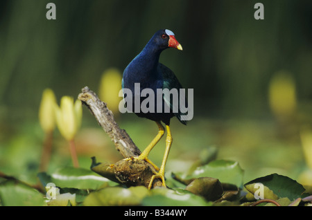 Purple Gallinule Porphyrula martinica adult perched among Yellow Waterlilies Nymphaea mexicana Sinton Coastel Bend Texas USA Stock Photo