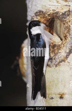 Tree Swallow Tachycineta bicolor male with feather at nesting cavity in aspen tree Rocky Mountain National Park Colorado USA Stock Photo