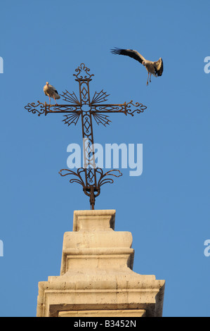 European White Storks CICONIA CICONIA alight and perch on cross above the Cathedral Catedral Valladolid Spain Stock Photo