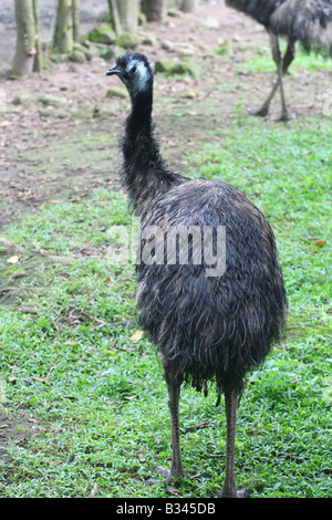 The Emu (Dromaius novaehollandiae) is a large australian bird. This one is at a zoo in the Cocle province of Panama. Stock Photo