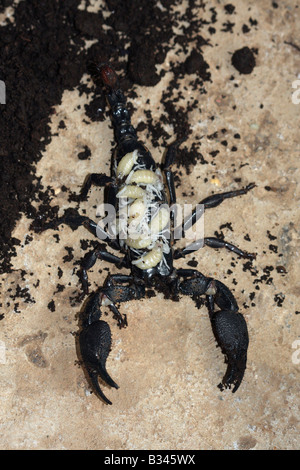 Heterometrus sp.  Family SCORPIONIDAE. Giant forest scorpion. Female carrying young Stock Photo