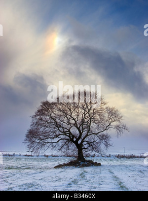 Sun dog (Parhelion) above a lone tree in a snowy winter field, Aberdeenshire, Scotland Stock Photo