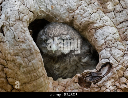 Baby Little Owl looking out of nest, portrait Stock Photo