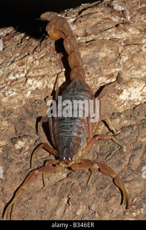Hottentotta Tamulus, Family BUTHIDAE Indian Red scorpion, Common. One of the most venomous scorpion Stock Photo