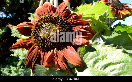 Tobacco coloured Sunflower in full bloom Stock Photo