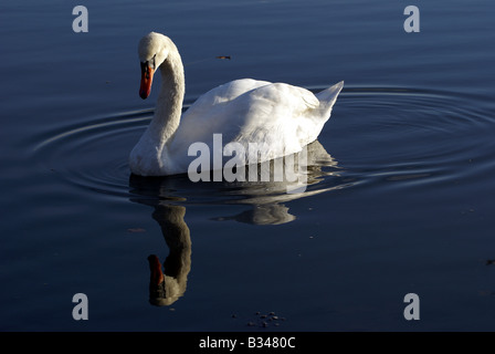 WHITE SWAN REFLECTION IN RIVER Stock Photo