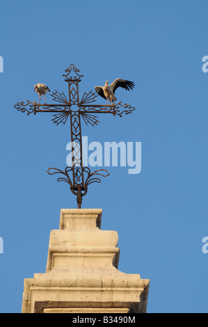 European White Storks CICONIA CICONIA alight and perch on cross above the Cathedral Catedral Valladolid Spain Stock Photo