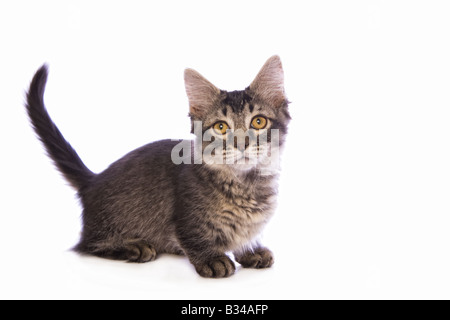 Cute tabby Munchkin cat with big gold eyes isolated on white background Stock Photo