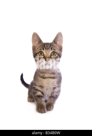 Cute tabby Munchkin cat with big gold eyes isolated on white background Stock Photo