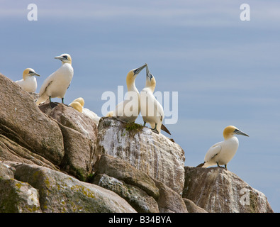 gannets gannet colony bassana sula seabirds birds nesting courtship ritual Stock Photo