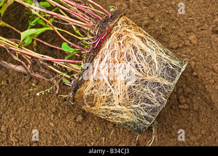 Pot bound perennial showing fibrous root structure shortly before being planted in garden Stock Photo