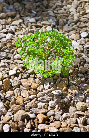 Wild flower or unwanted weed growing in gravel in August Stock Photo