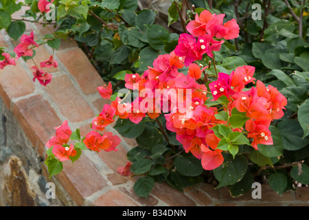 Bougainvillea flowering bush on the caribbean island of St John in the US Virgin Islands Stock Photo