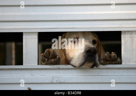 Foxhound peering from the inside of a trailer Stock Photo