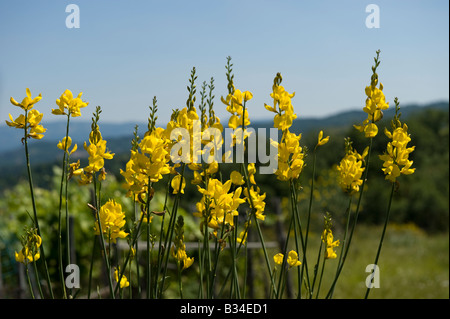 Wild broom growing in the Parco Nazionale del Pollino Stock Photo