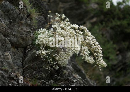 Pyrenean Saxifrage Saxifraga longifolia flower Stock Photo