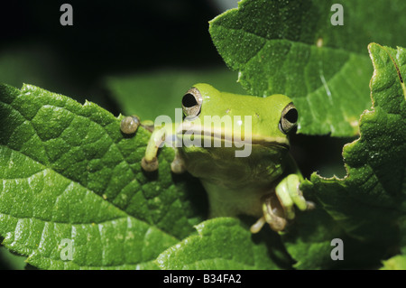 Green Treefrog Hyla cinerea adult in leaves Sinton Coastel Bend Texas USA Stock Photo