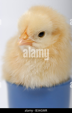 Stock photo of a cute baby chick sitting in a blue egg cup The image was taken against a white background Stock Photo
