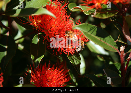 Bee on a flowering New Zealand Christmas bush Stock Photo