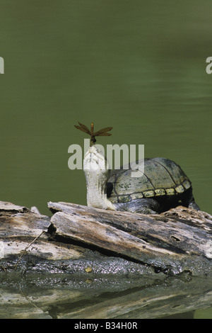 Yellow Mud Turtle Kinosternon flavescens adult sunning on log with dragonfly perched on its nose  Rio Grande Valley Texas USA Stock Photo