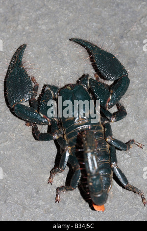 Heterometrus sp.  Family SCORPIONIDAE. Giant forest scorpion. Male Aarey, Goregaon, Mumbai, Maharashtra India Stock Photo