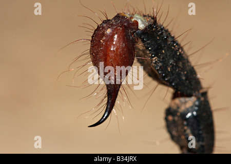 Heterometrus sp.  Family SCORPIONIDAE. Giant forest scorpion. Sting The hairs are sensory hairs. Stock Photo
