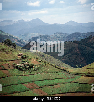 Uganda, Southwest Uganda, Kisoro. The beautiful hill-country of Southwest Uganda and Rwanda supports one of the highest human population densities in Africa. Consequently, every square inch of this fertile volcanic land is tilled and crudely terraced on steep hill slopes to prevent erosion. Blessed with good rainfall, almost every conceivable crop is grown. Stock Photo