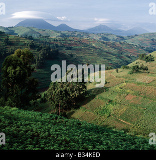 Uganda, Kisoro, Lake Mutanda. The beautiful hill-country of Southwest Uganda and Rwanda supports one of the highest human population densities in Africa. Consequently, every square inch of this fertile volcanic land is tilled and crudely terraced on steep hill slopes to prevent erosion. Blessed with good rainfall, almost every conceivable crop is grown.The mountains in the background are volcanoes of the Virunga chain, which straddle the Uganda-Rwanda border. The two most westerly volcanoes in Congo DRC are still active.. Stock Photo