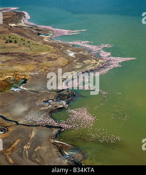 Kenya, Rift Valley Province, Lake Bogoria. The alkaline waters of Lake Bogoria are a favourite haunt of lesser flamingos. The barren shoreline is dotted with steam jets and geysers reflecting its volcanic origins. Stock Photo