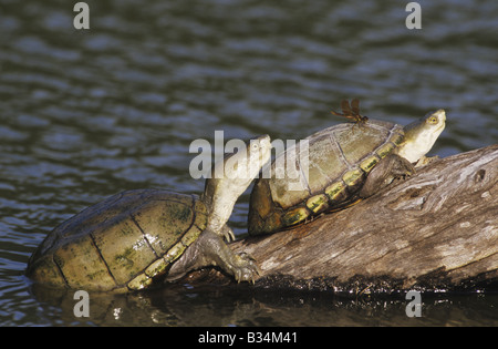 Yellow Mud Turtle Kinosternon flavescens adults sunning on log Starr ...