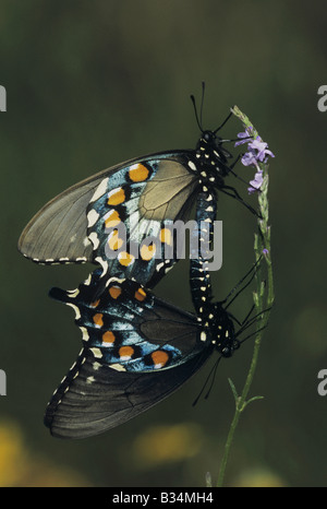 Pipevine Swallowtail Battus philenor pair mating Sinton Coastel Bend Texas USA Stock Photo