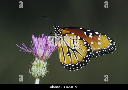 Queen Butterfly Danaus gilippus adult feeding on thistle Sinton Coastel Bend Texas USA Stock Photo