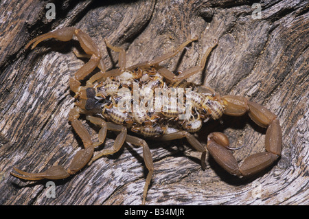 Striped Bark Scorpion Centruroides vittatus adult with young on back Starr County Rio Grande Valley Texas USA Stock Photo