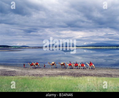 Kenya, Rift Valley Province, Magadi. In the early morning, Maasai men lead a camel caravan laden with equipment for a 'fly camp' (a small temporary camp) along the shores of Lake Magadi. Stock Photo