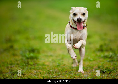 Happy dog running down a path in a green field of grass. Chihuahua mix. Stock Photo